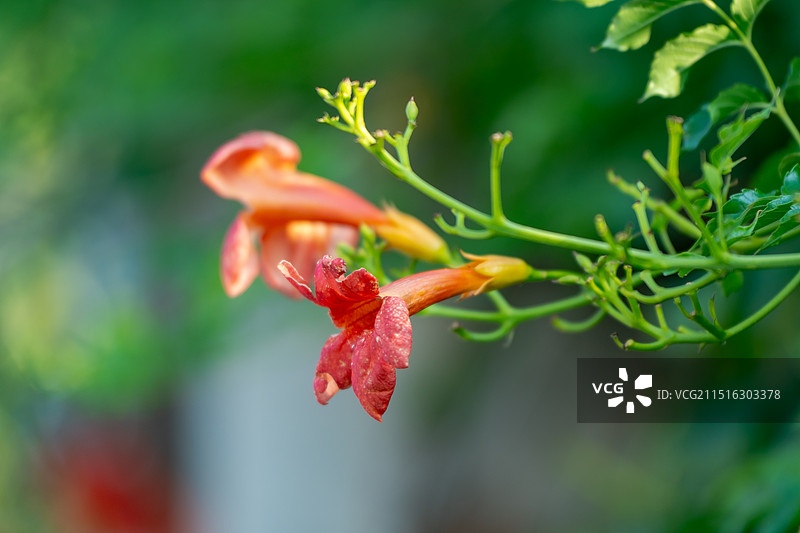 合肥三十岗乡生态农业旅游区图片素材