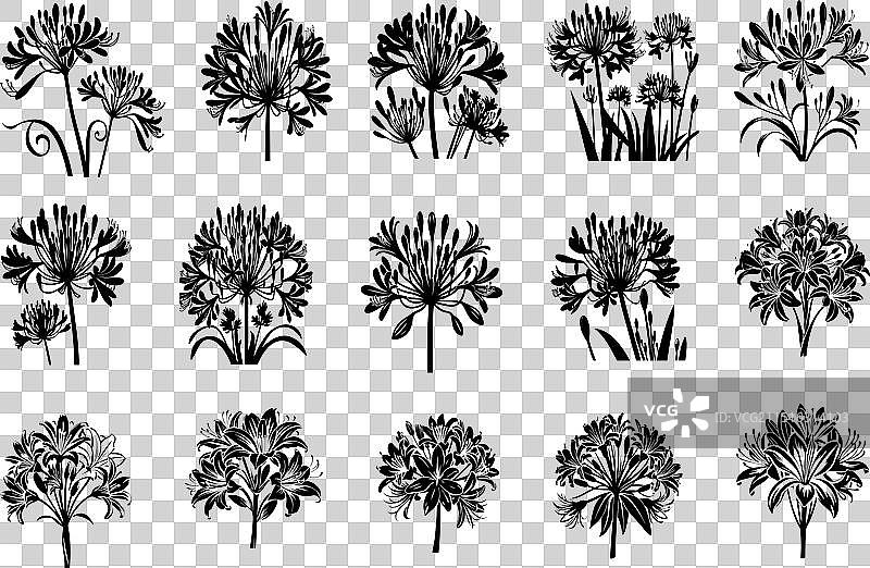 非洲百合艺术剪影图片素材