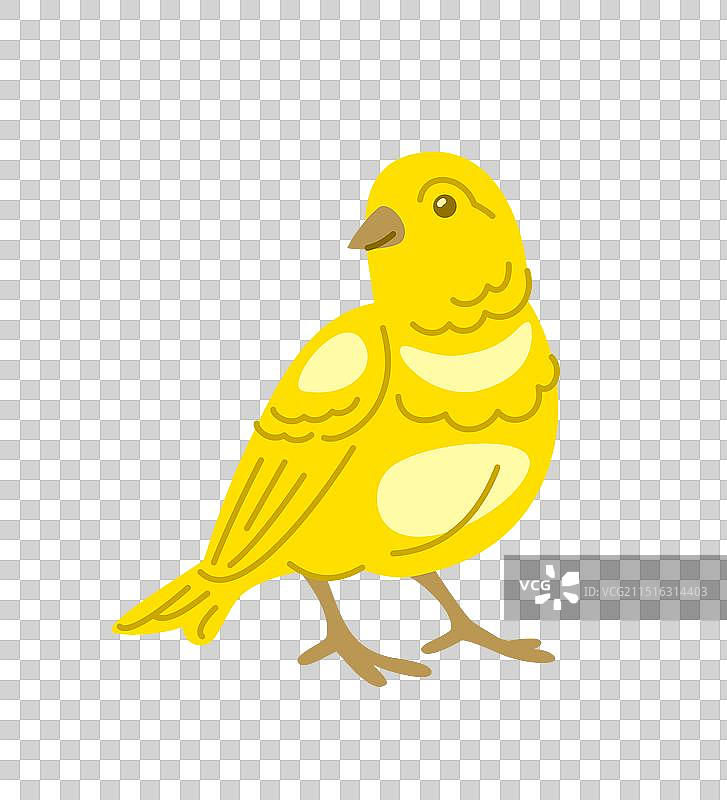 手绘金丝雀宠物图片素材