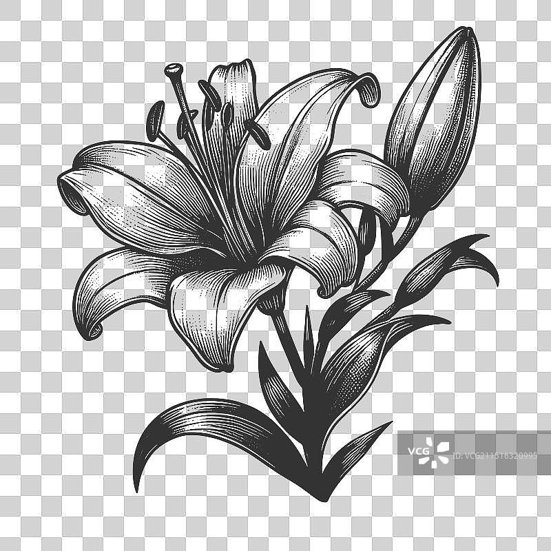 优雅的百合花雕刻图片素材