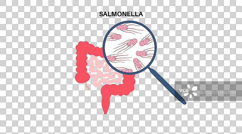 鼠伤寒沙门氏菌细胞图片素材