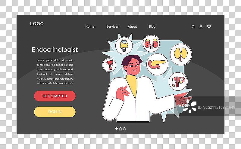 内分泌学：内分泌系统器官胰腺图片素材