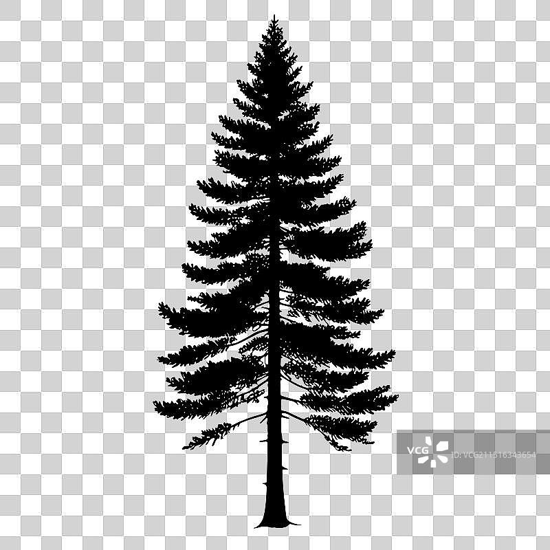 花旗松树剪影图片素材