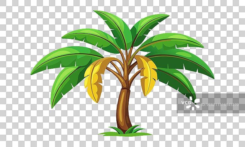 白色背景上的香蕉树扁平素材图片素材