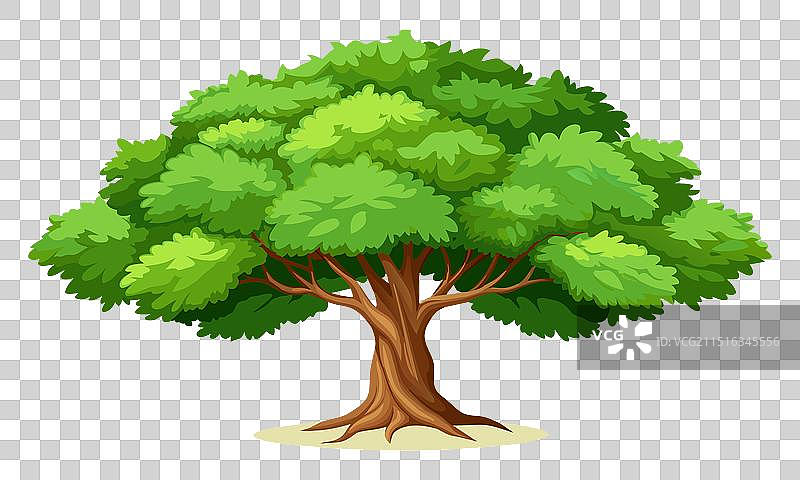 白色背景上的榆树图片素材