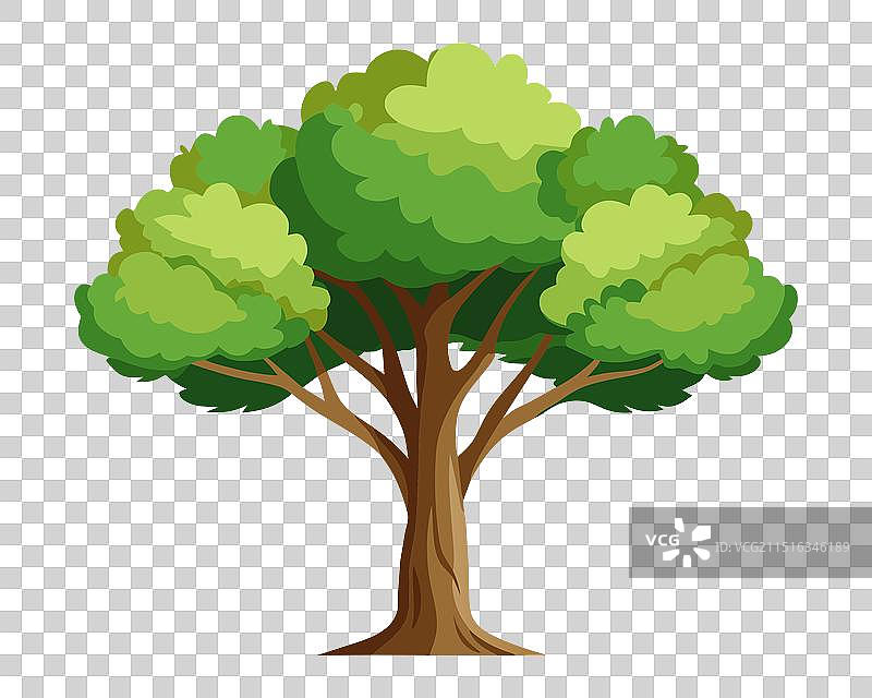 白色背景上的孤立白杨树图片素材