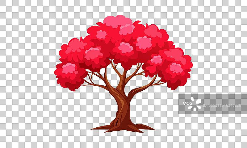 白色背景上的孤立紫荆树图片素材