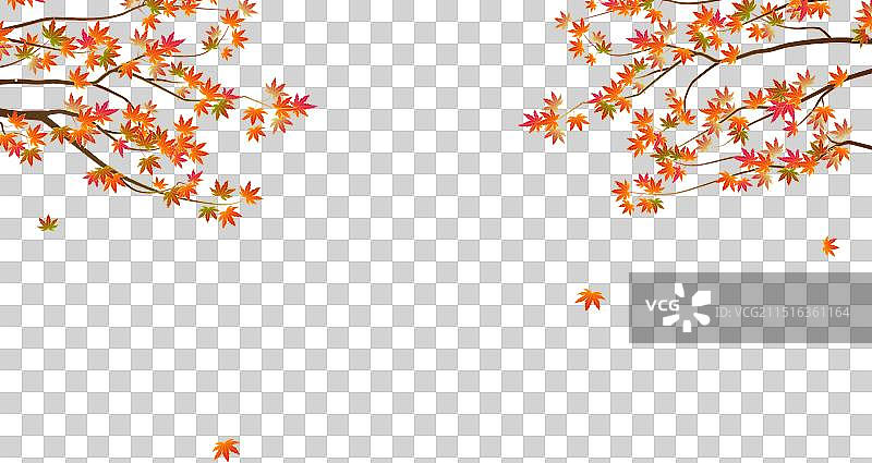 秋天枫叶枫树插画元素图片素材