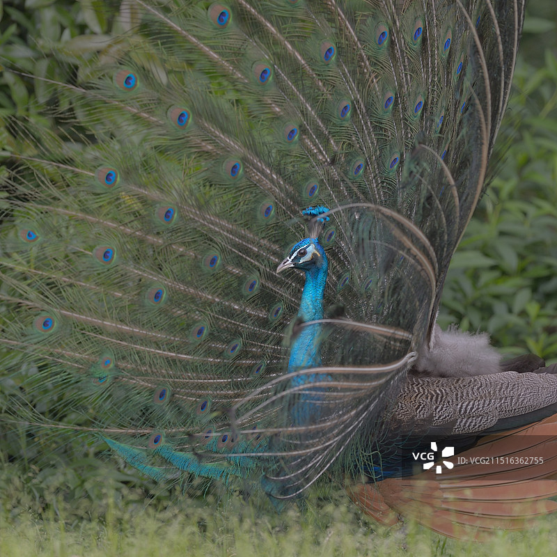肖像（蓝孔雀）图片素材