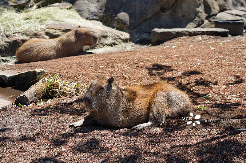 悉尼塔龙加动物园，水豚，卡皮巴拉图片素材