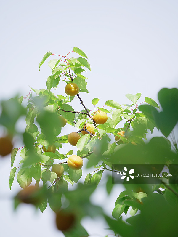 山东德州齐河县黄河国家湿地公园杏子肥图片素材