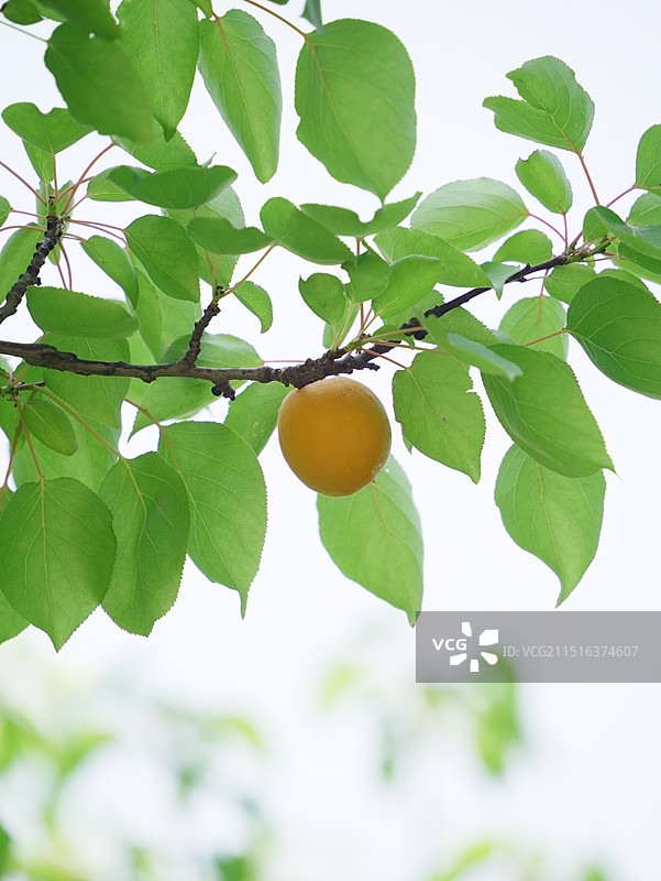 山东德州齐河县黄河国家湿地公园杏子肥图片素材