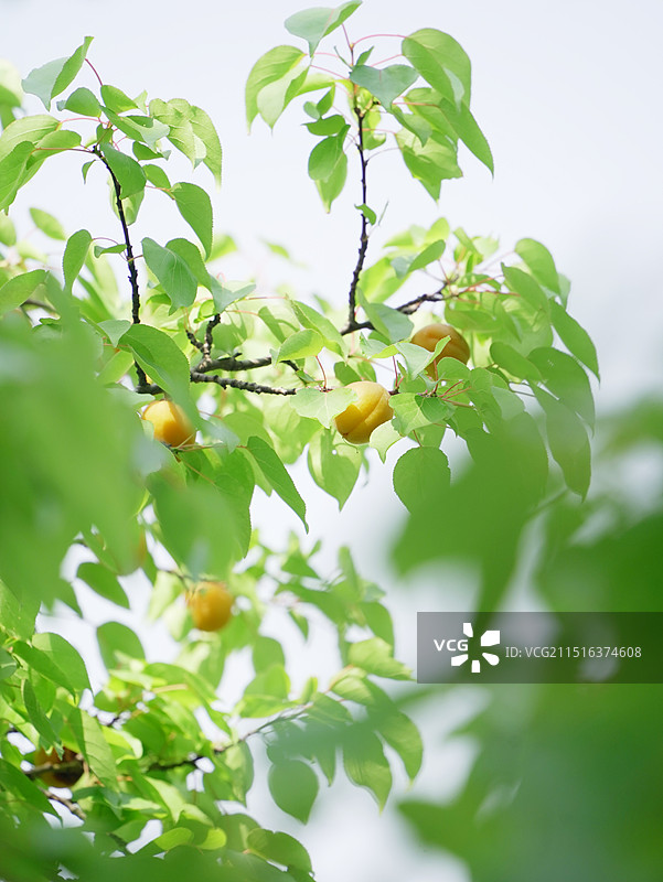 山东德州齐河县黄河国家湿地公园杏子肥图片素材