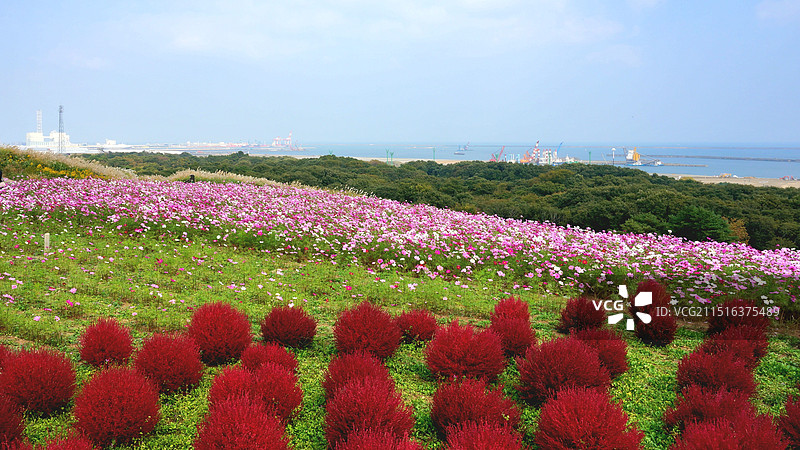 日本茨城县常陆那珂市，国营常陆海滨公园的地肤草，秋英和远方的茨城常陆那珂港图片素材