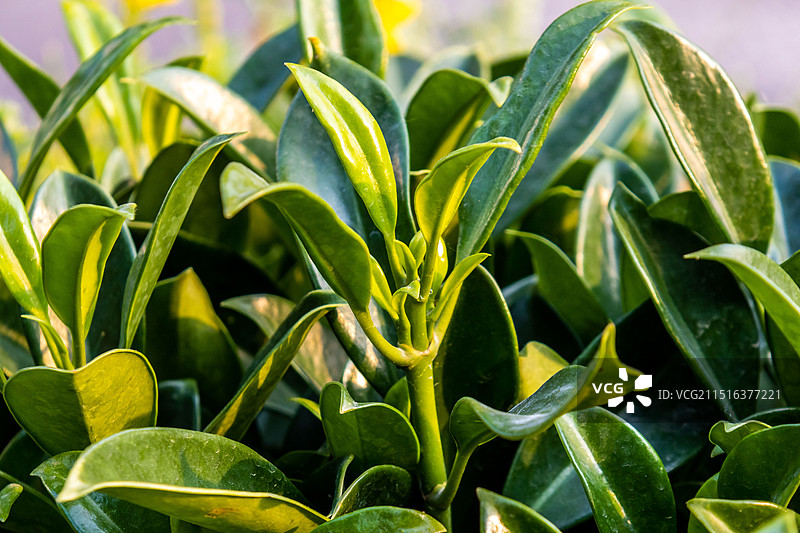 园林园艺植物图片素材