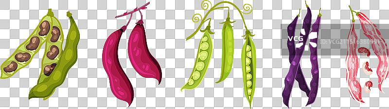 豆荚和豆类作物图片素材