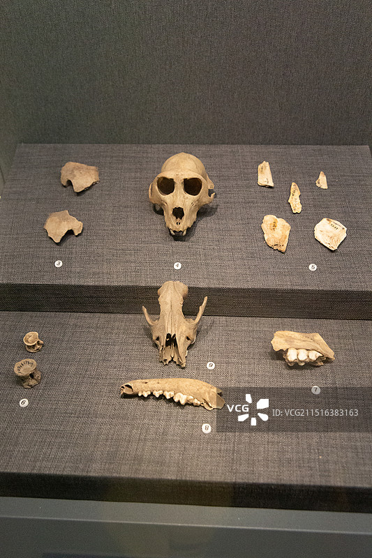 骷髅头和兽骨图片素材