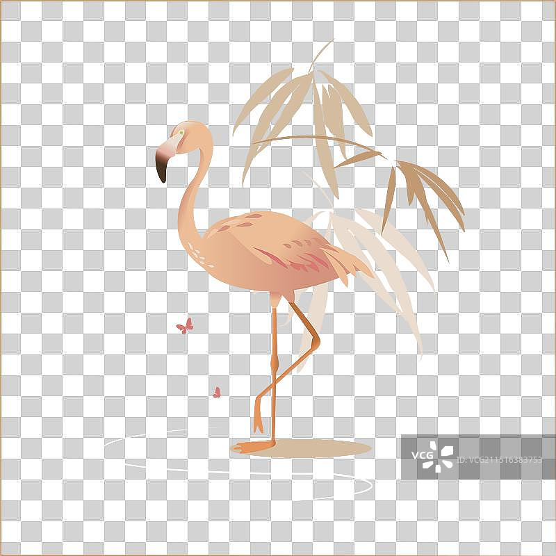米色背景上的粉色火烈鸟图片素材