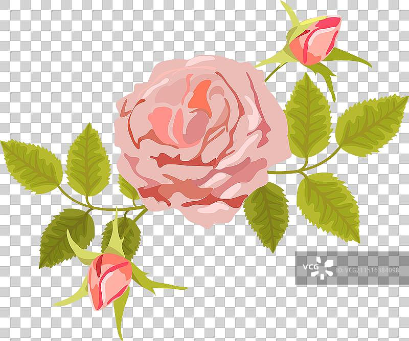 茶香月季图片素材