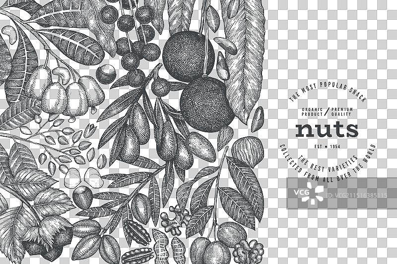 手绘坚果树枝和果仁模板图片素材