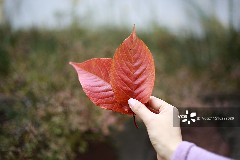 手拿两片红叶的特写图片素材
