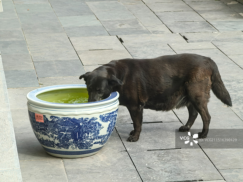 狗站在喝盆里的水图片素材