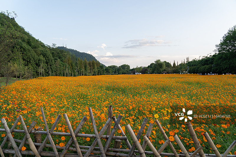 花溪十里河滩油画花海和竹篱笆图片素材