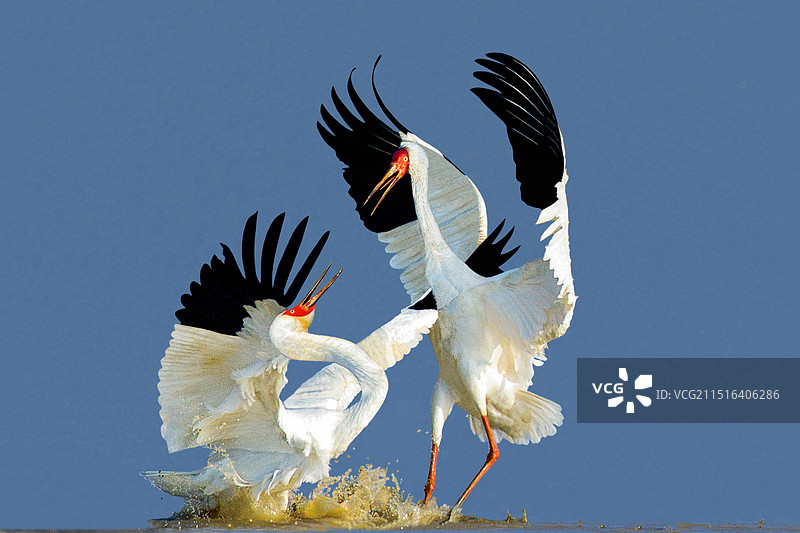 鄱阳湖白鹤恋 #国家一级保护动物# #江西省省鸟#  #鄱阳湖珍稀越冬涉禽# #保护生物多样性#图片素材