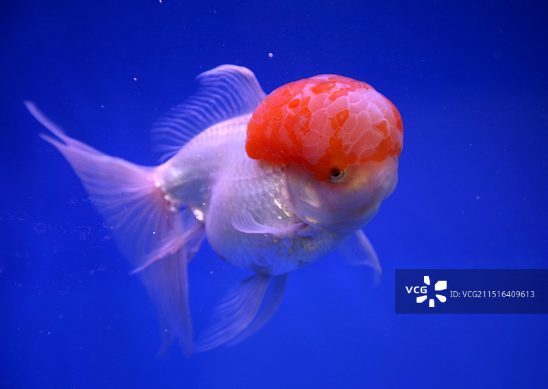 漂亮的金鱼图片素材