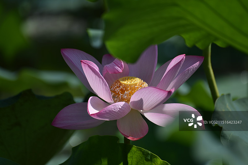 粉色荷花系列之夏雨荷 《知红叶下藏》初经一雨洗诸尘 花未全开月未圆，半山微醉尽余欢图片素材