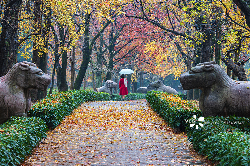 南京明孝陵秋天景色图片素材