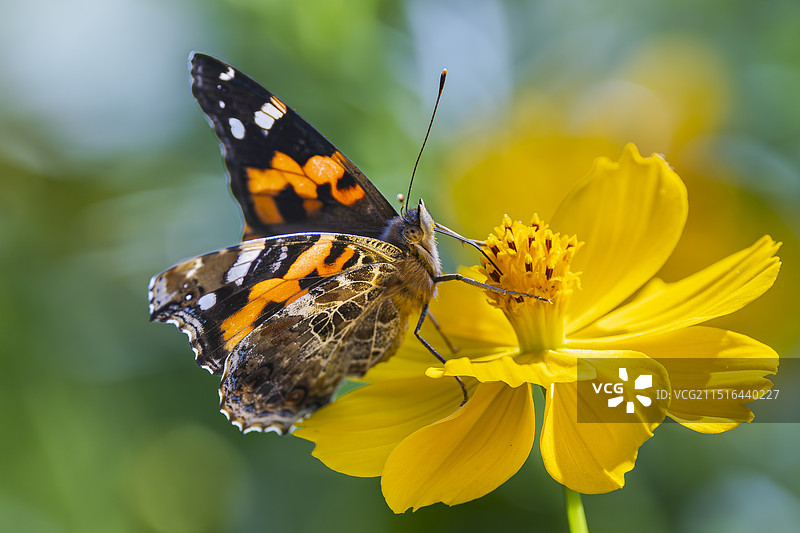 黄秋英上的大红蛱蝶图片素材