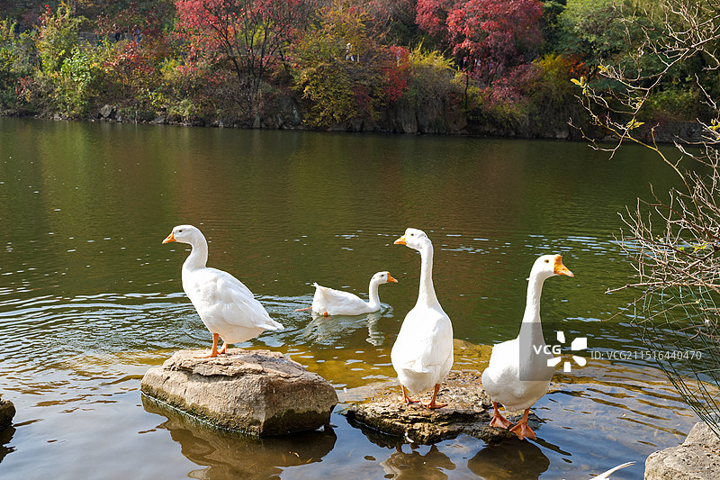 山东济南红叶谷绚秋湖栖息的白鹅图片素材