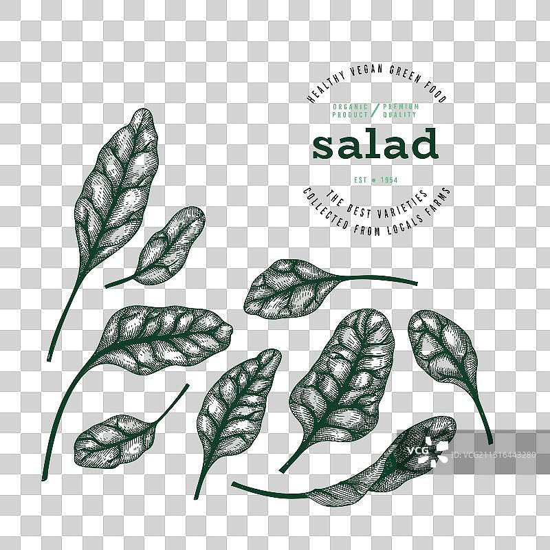 复古风格甜菜绿叶蔬菜手绘图片素材
