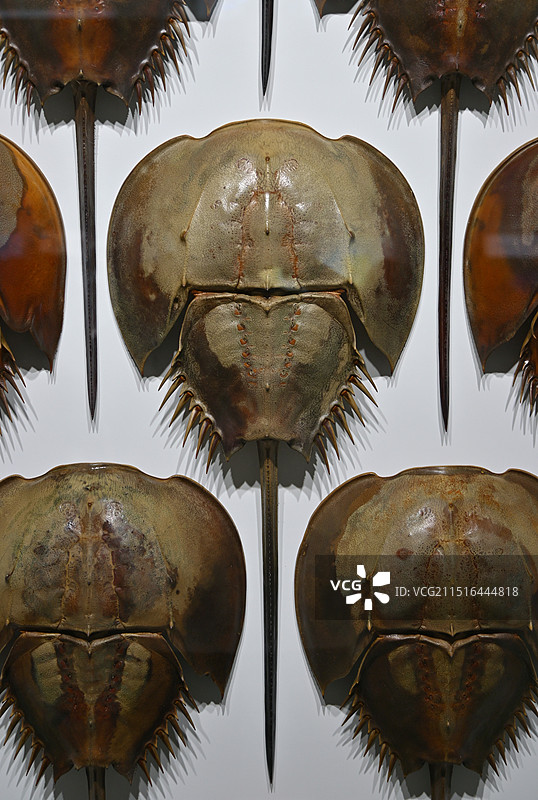 北京798艺术区-克里斯自然博物馆-海洋生物鲎标本图片素材