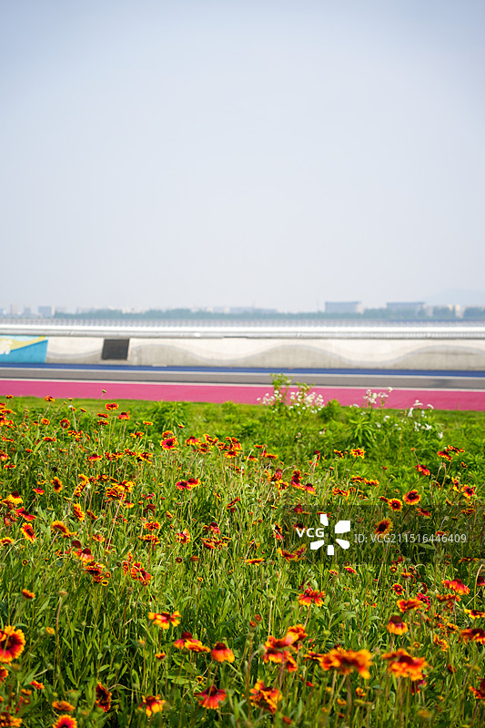 杭州 沿江湿地公园 绿化带 草地 水杉 天人菊 绿带 跑道图片素材
