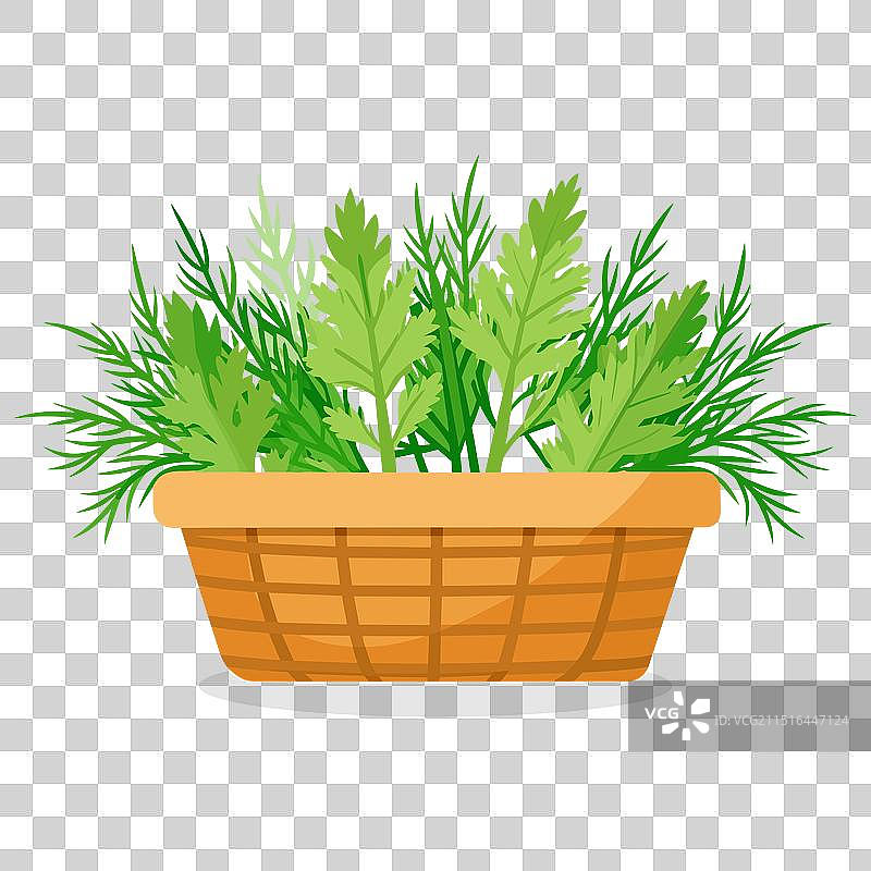 篮子里的莳萝叶绿色蔬菜图片素材