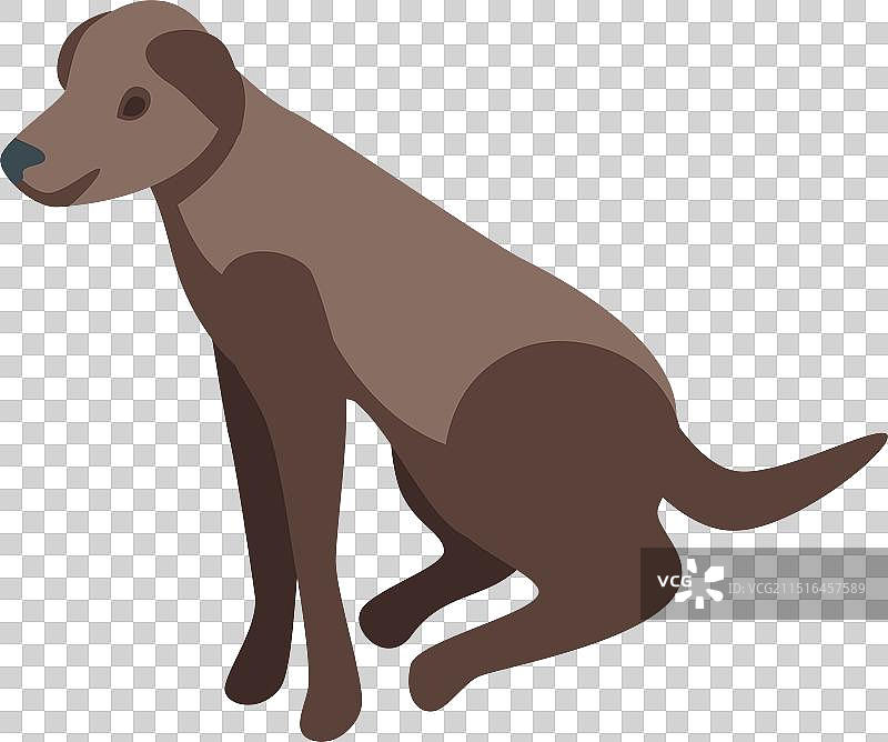 棕色拉布拉多猎犬坐姿写真图片素材