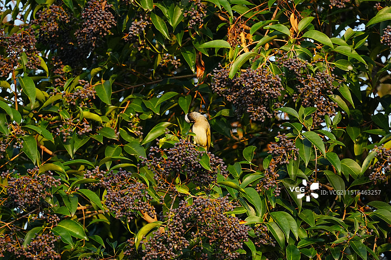白颊噪鹛树上栖息睡觉 鸟类睡觉图鉴图片素材
