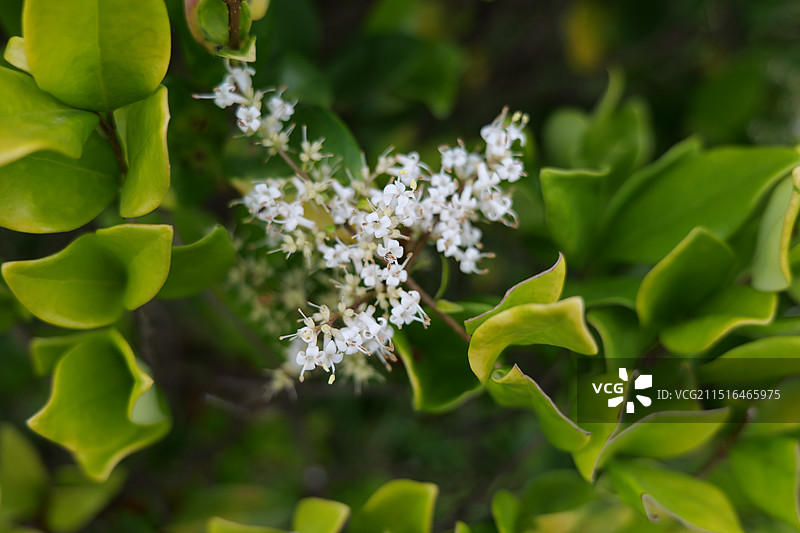 金森女贞图片素材