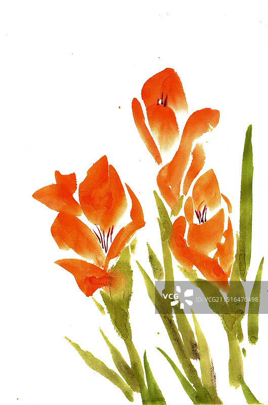 红色的美人蕉图片素材