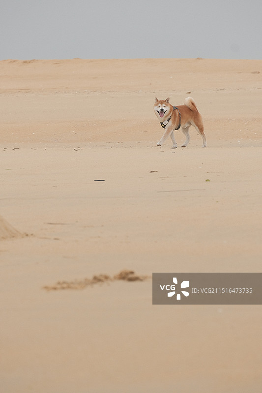 青岛沙滩柴犬特写图片素材