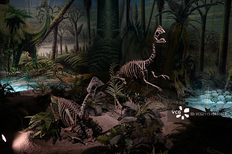 中国地质博物馆藏品-恐龙化石标本图片素材