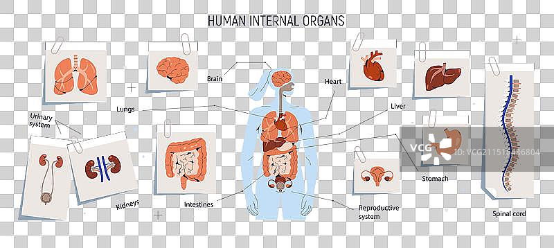人体内部器官解剖图图片素材