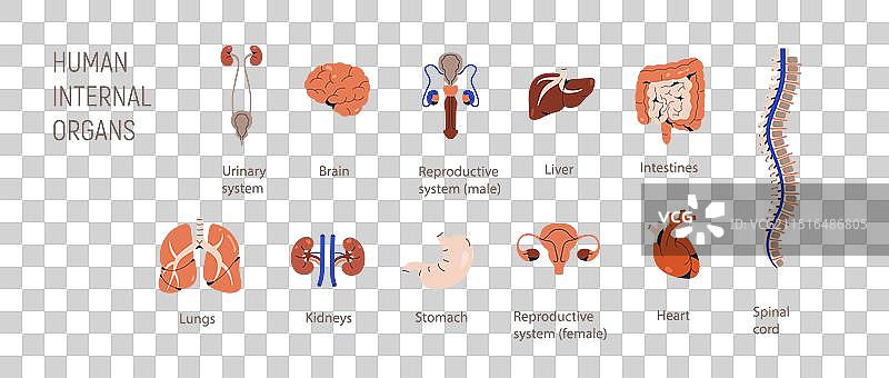 人体解剖内部器官图标图片素材