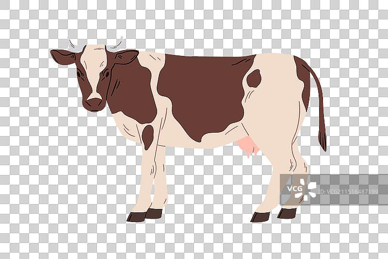 奶牛，家畜，乡村图片素材