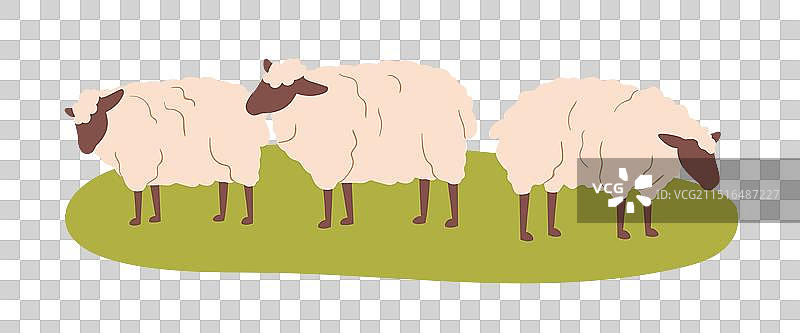 可爱蓬松的绵羊群在田野吃草图片素材