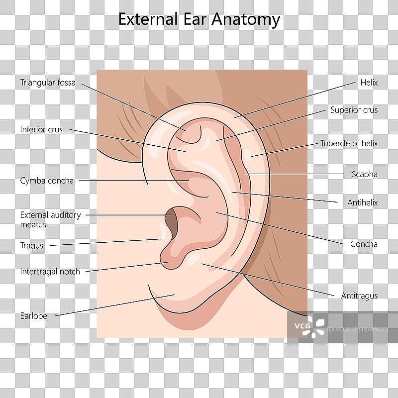 外耳解剖图医学图片素材
