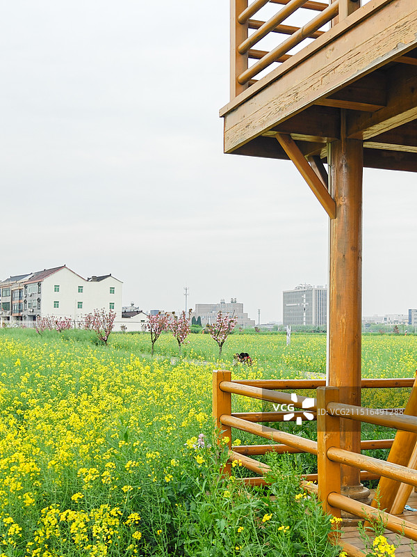 杭州 临平 双桥村 薪火双桥油菜花海 油菜花 花田 观光亭子图片素材