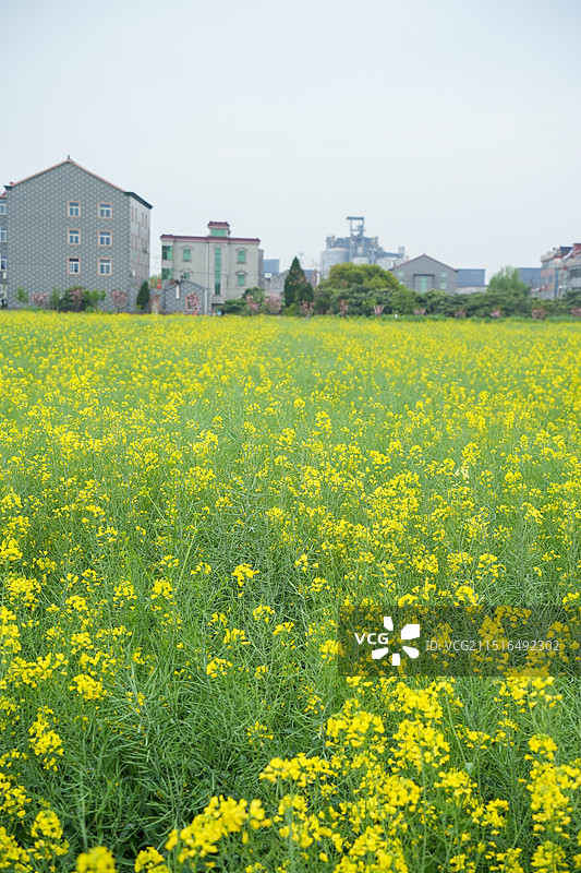 杭州 临平 双桥村 薪火双桥油菜花海 油菜花 花田 浙江农村风貌 共同富裕 乡村振兴图片素材
